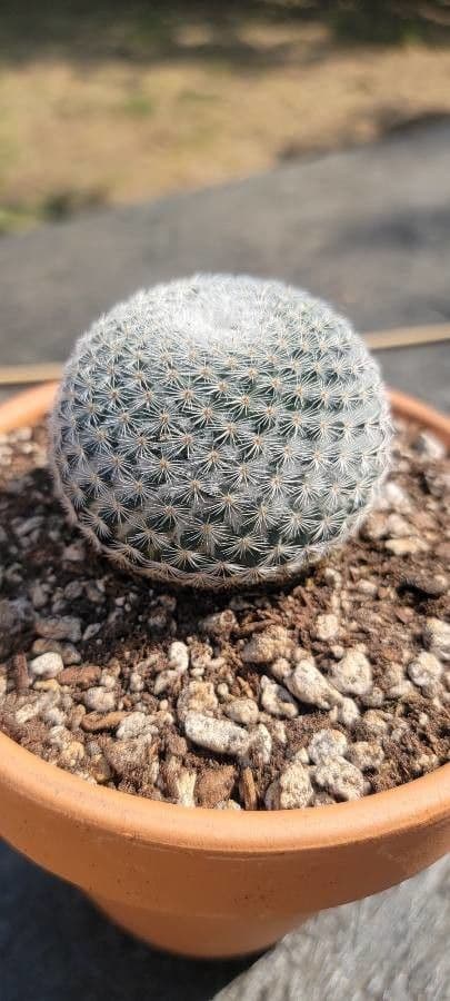 Mammillaria 4