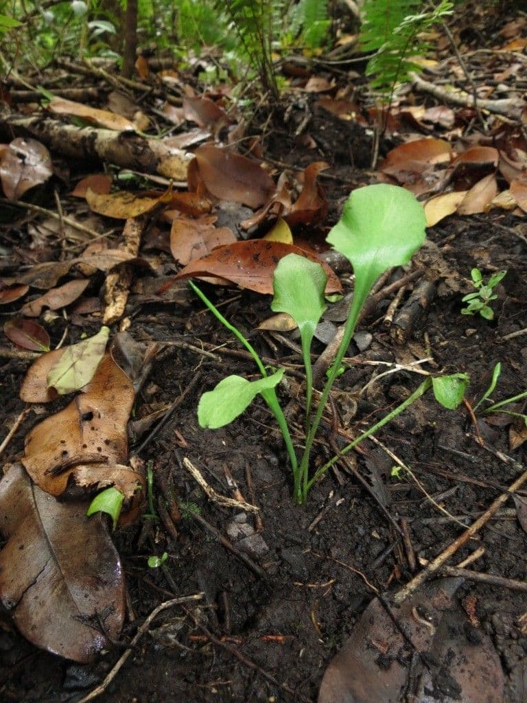 Ophioglossum 2