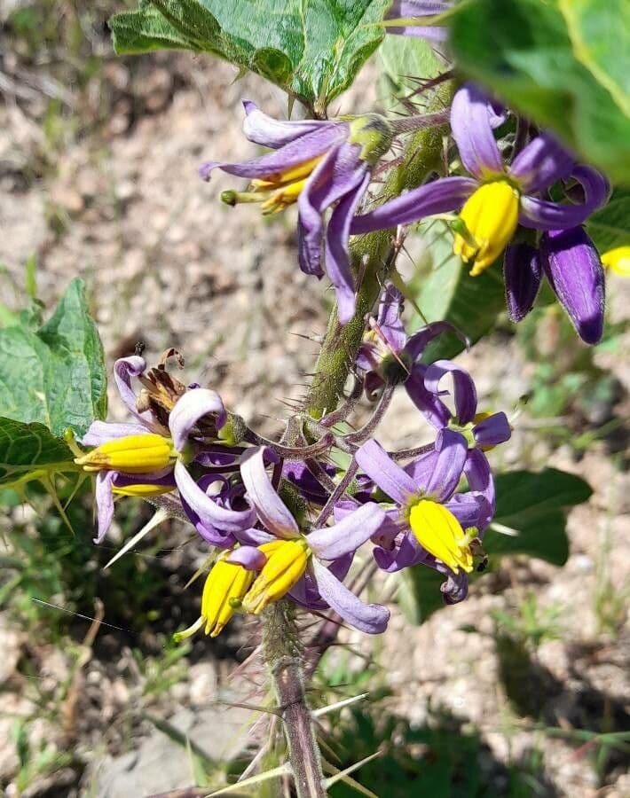 Psian palinacanthum 8