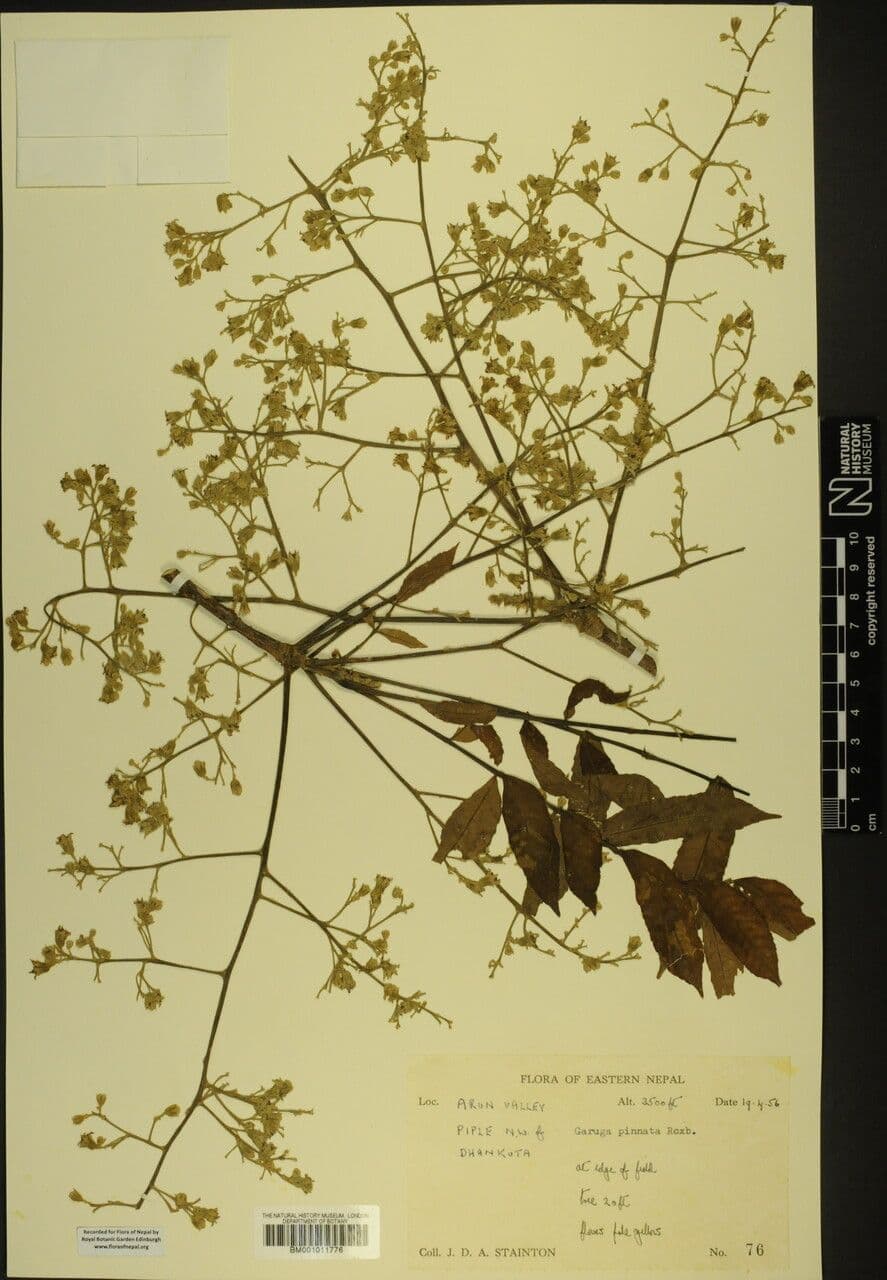 Garuga pinnata 4