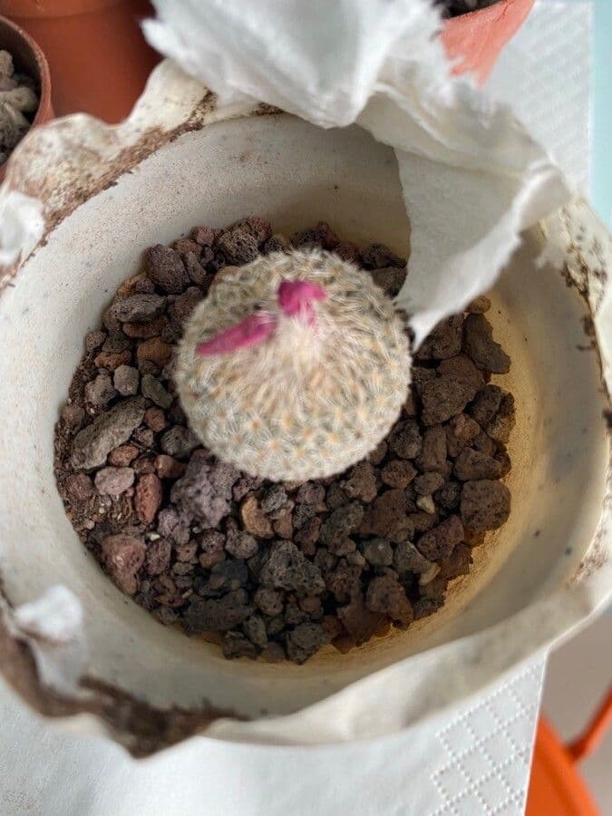 Epithelantha 6
