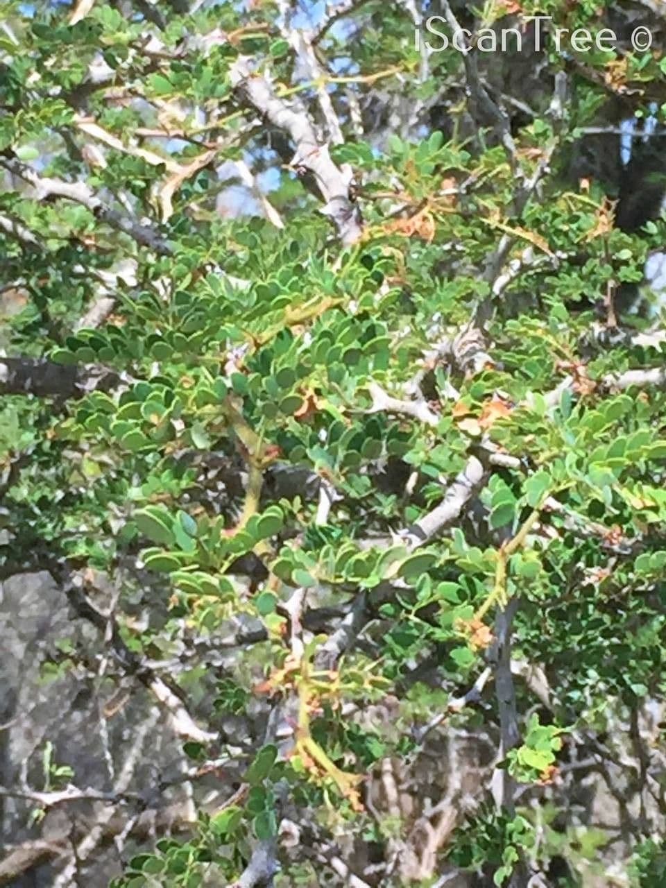 Knobthorn 6