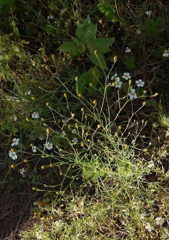 Schkuhria 8