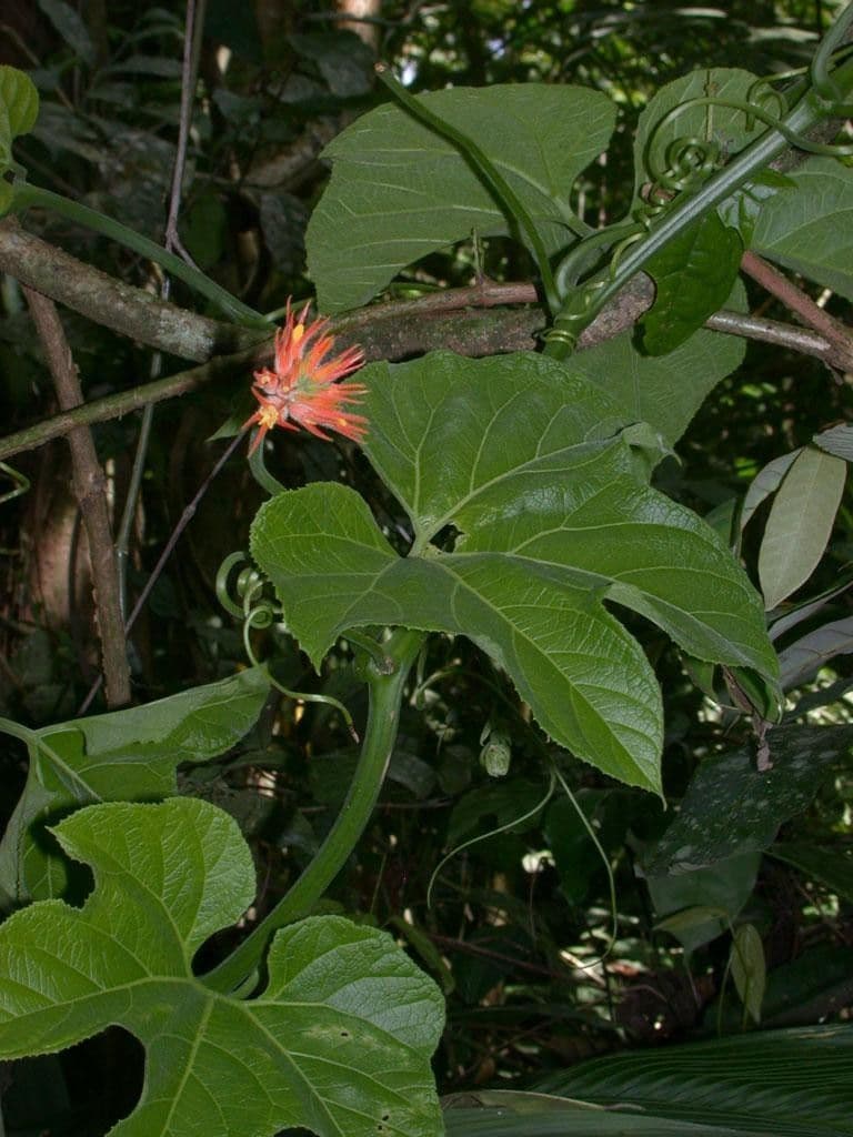 Cetriolo della giungla 20