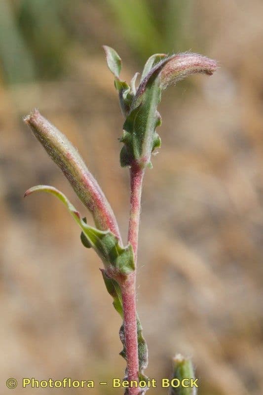 Enagra 8