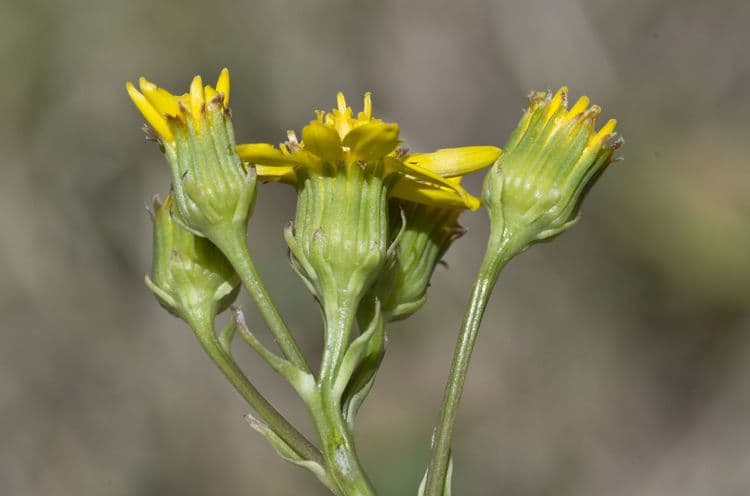 Senecio di Wooton 5
