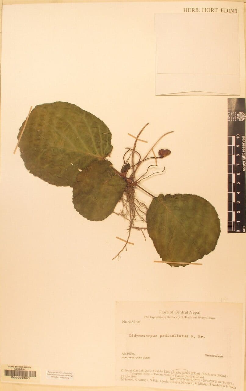 Didymocarpus 14
