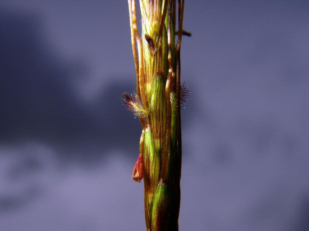 Hyparrhenia rufa 11