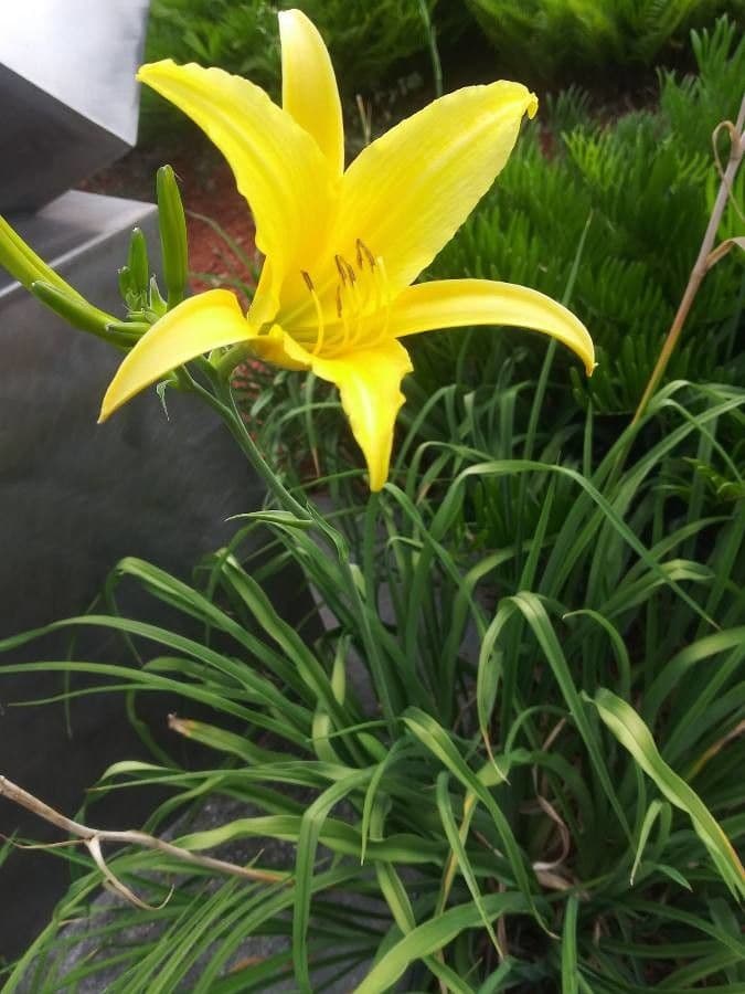 Hemerocallis minor