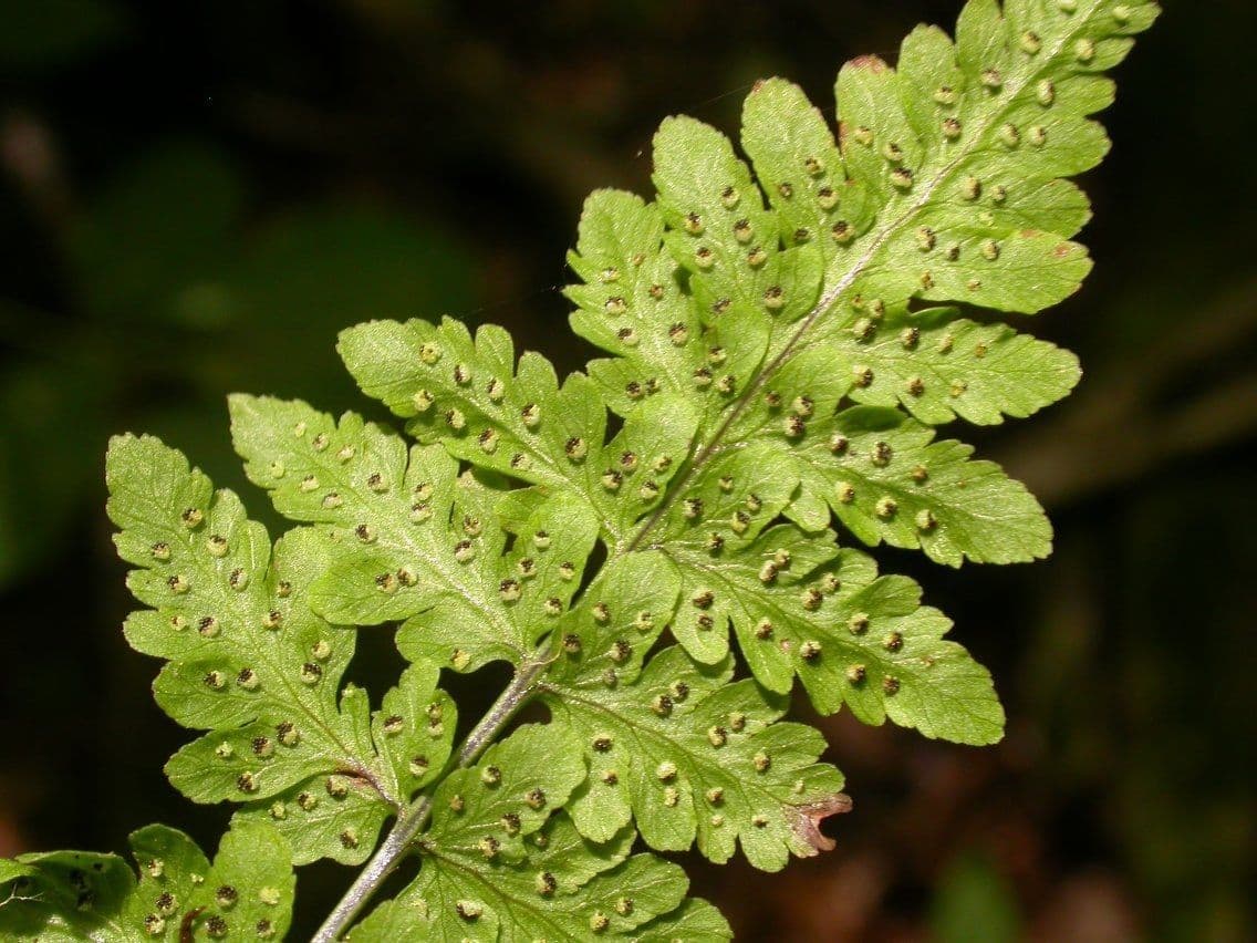 Cystopteris 5