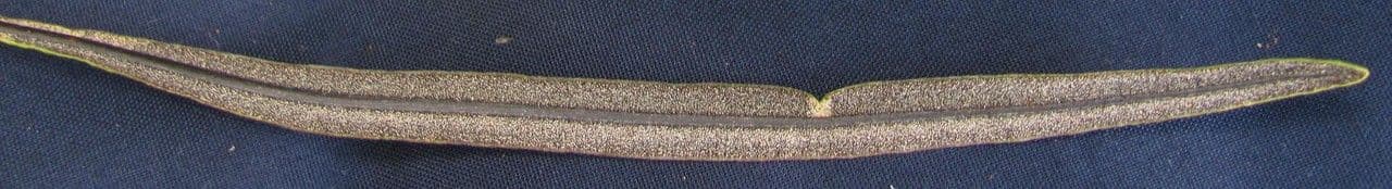 Elaphoglossum 5