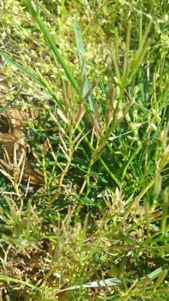 Oenanthe pimpinelloides 22