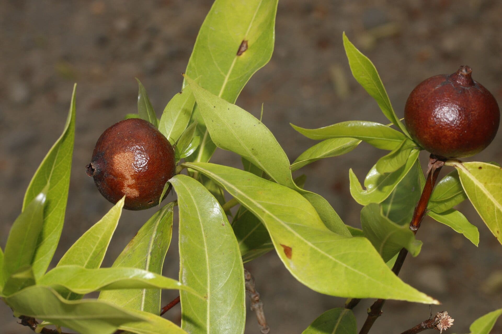 Alibertia edule 2