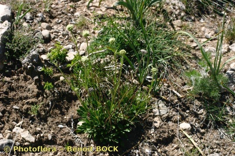 Saponaria bellidifolia 11