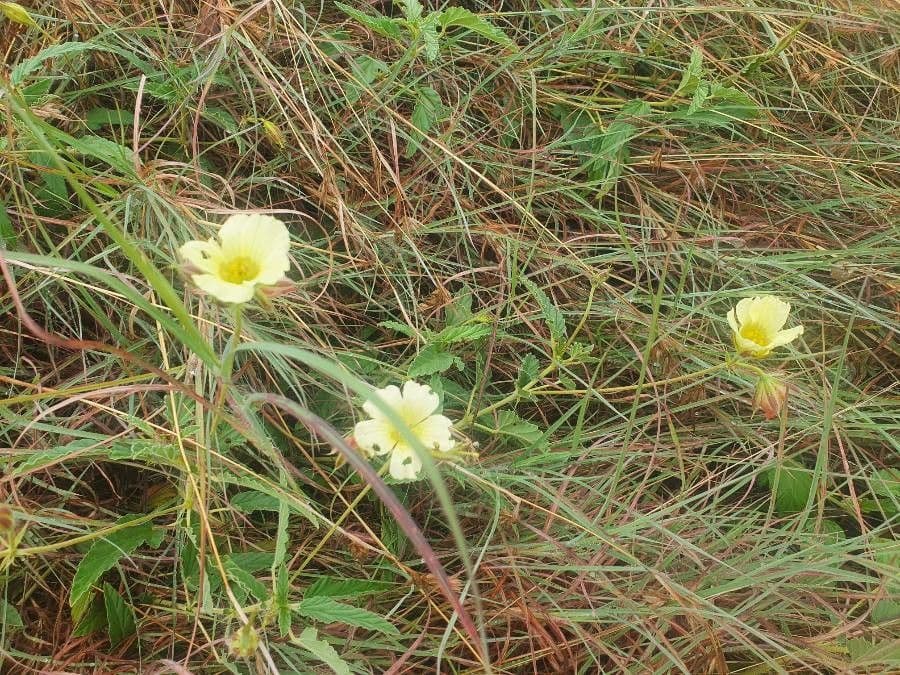 Monsonia 12