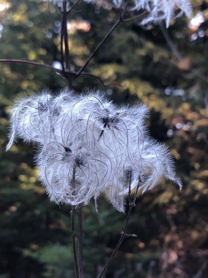 Clematis 3