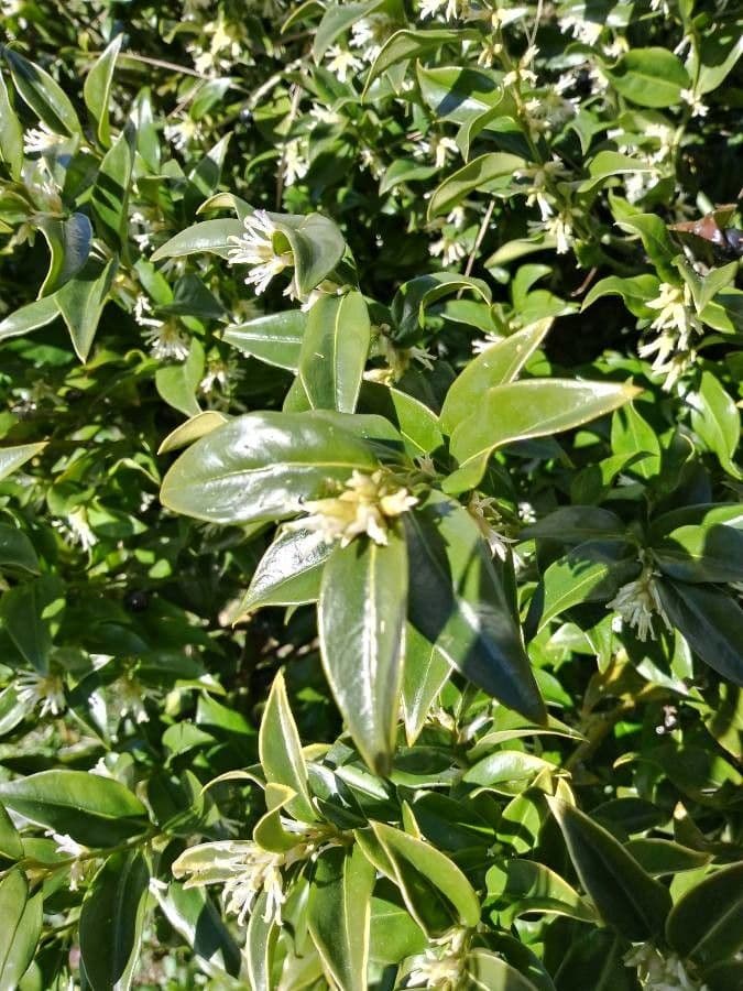 Sarcococca orientale 6