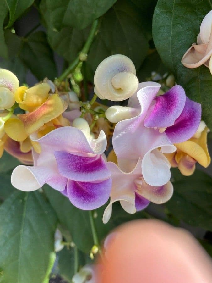 Cochliasanthus 10