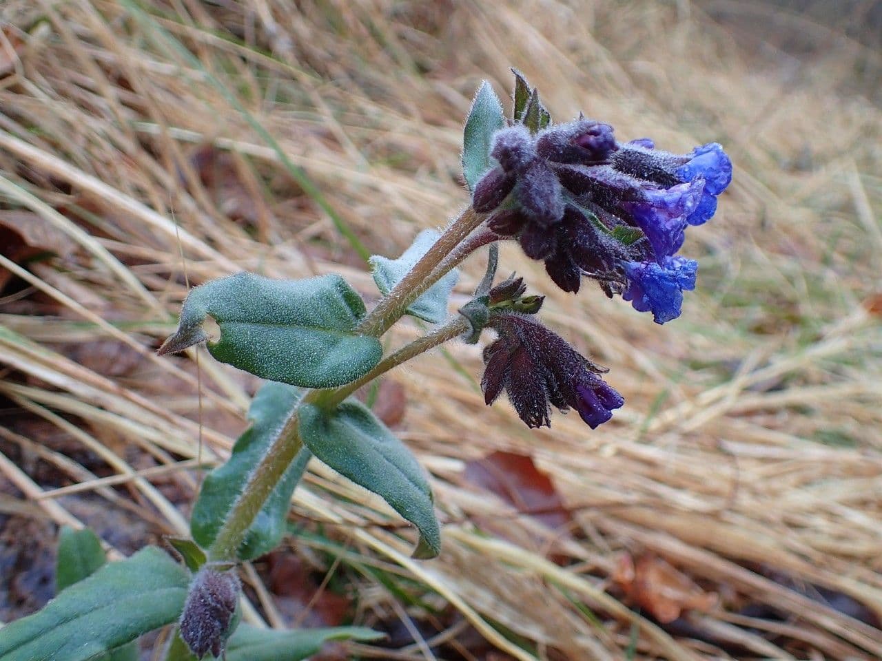 Polmonaria montana 11