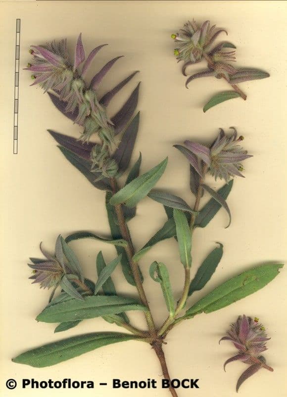 Nonea 11