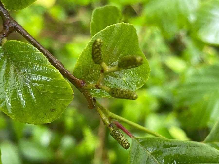 Olsza 9