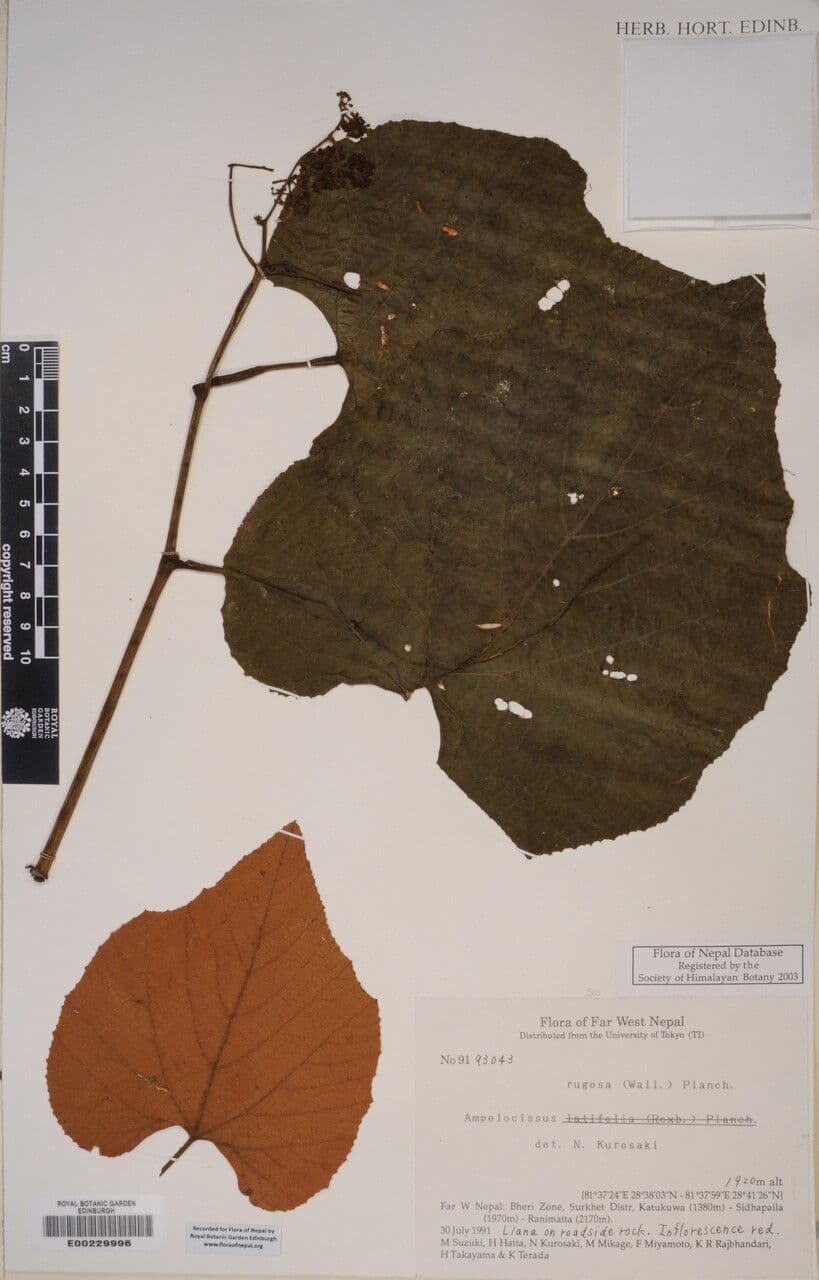 Ampelocissus 8