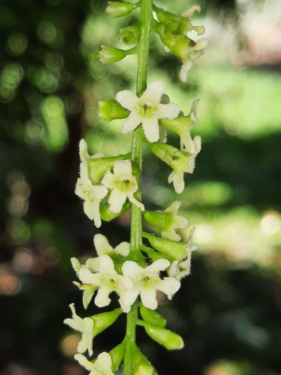 Citharexylum à queue 8