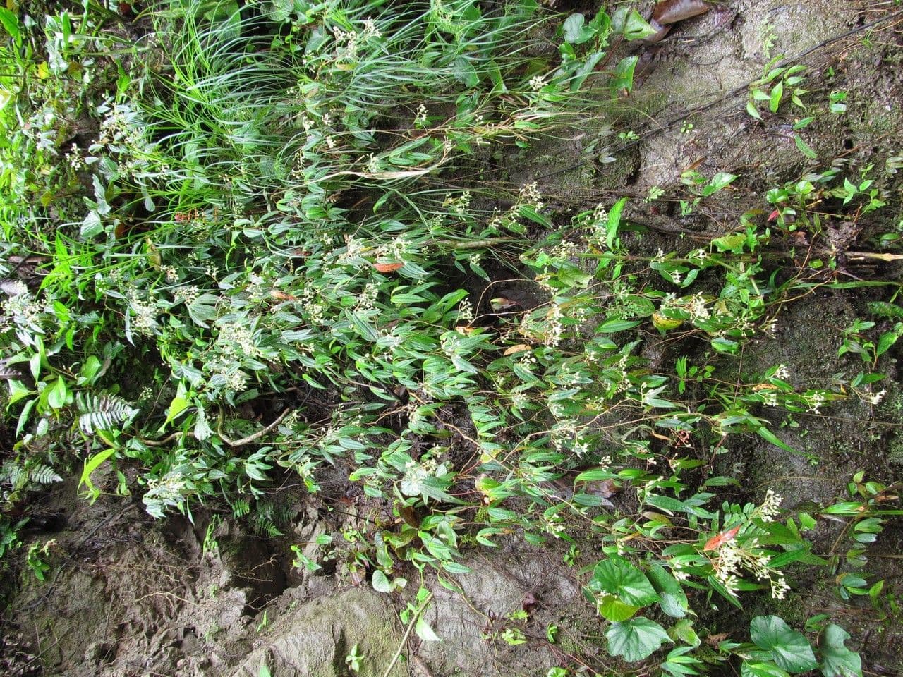 Centradenia 6