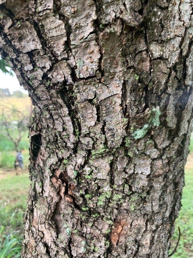 Chinesischer Lackbaum 19