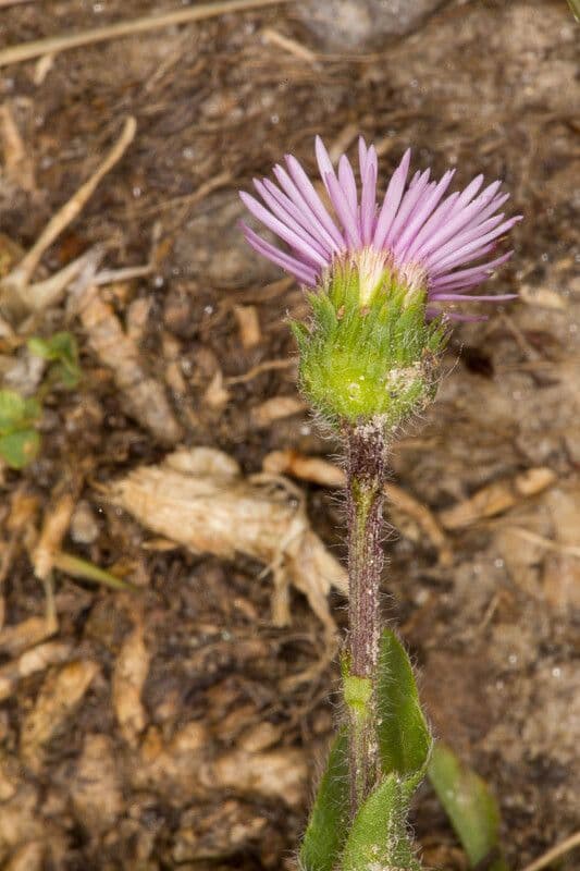 Erigeron alpino 24
