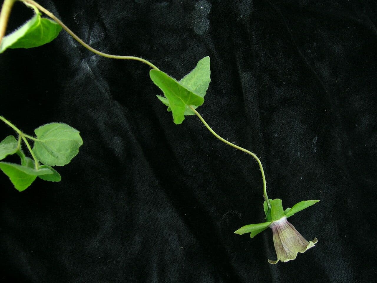 Codonopsis 6