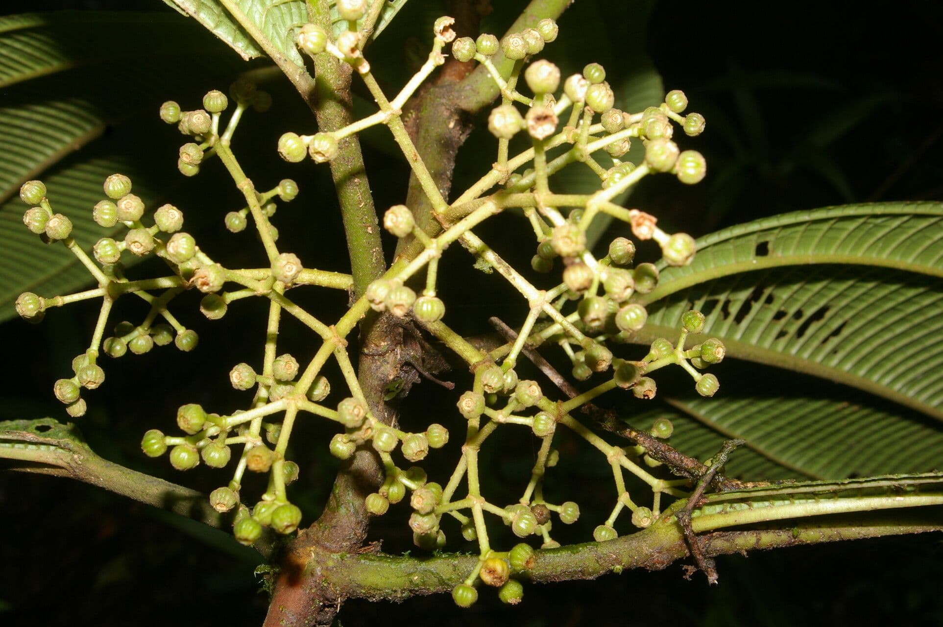 Ossaea 4