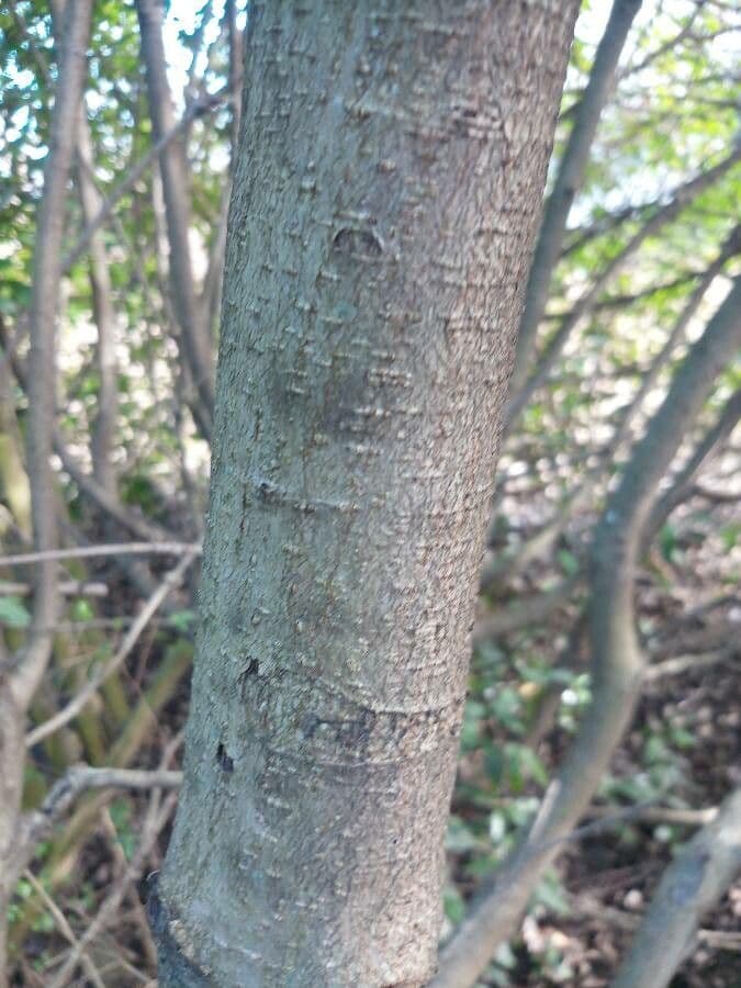 Photinia serrata 23