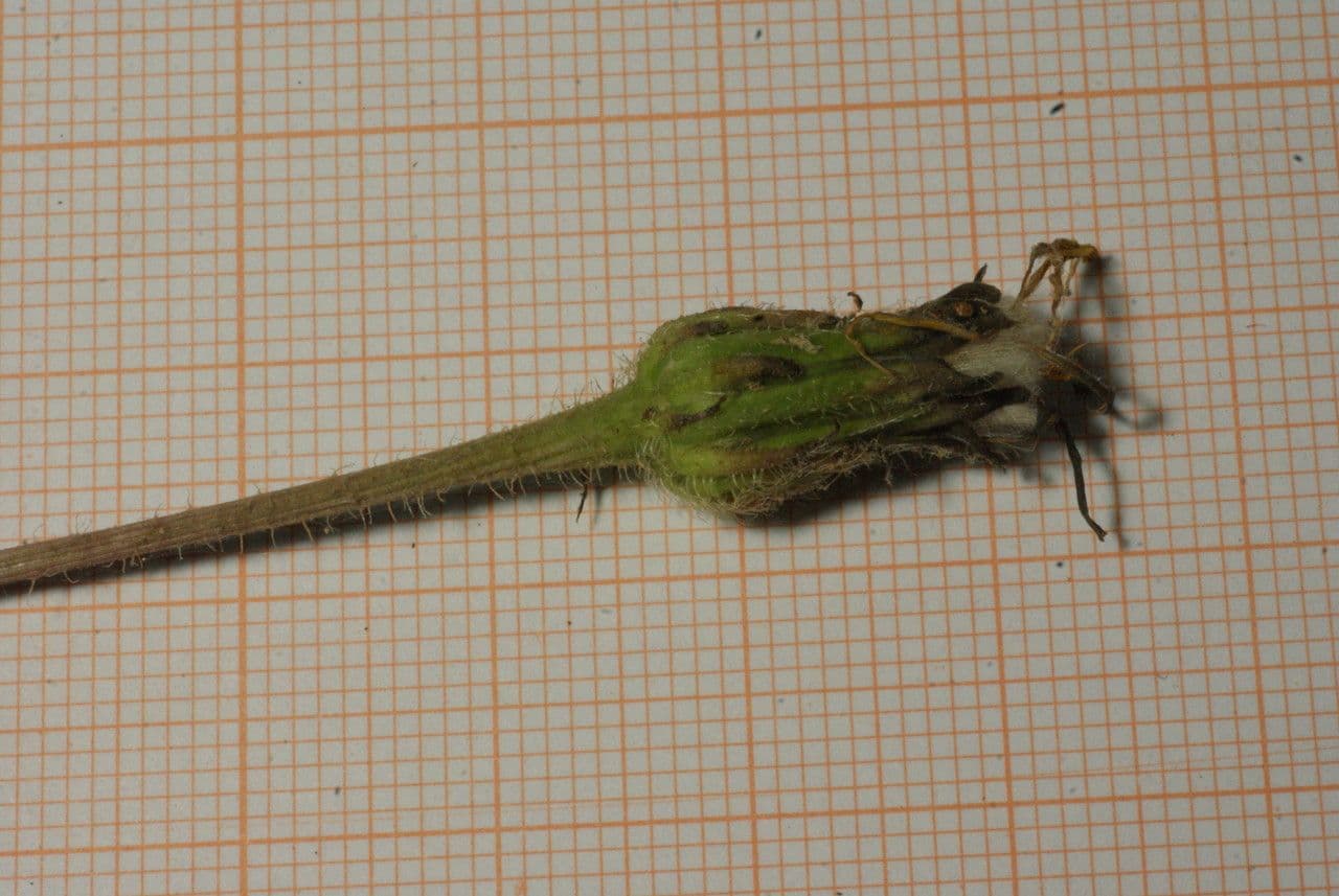 Leontodon tuberoso 5