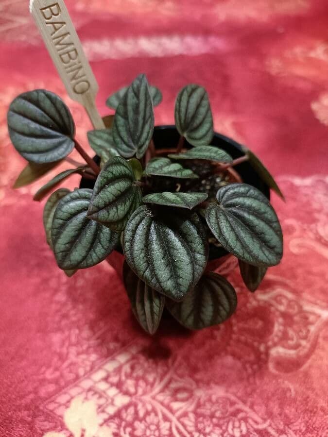 Peperomia a strisce bianche 12