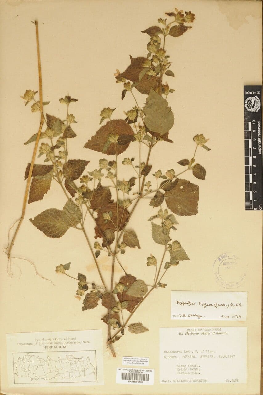 Hypoestes 12