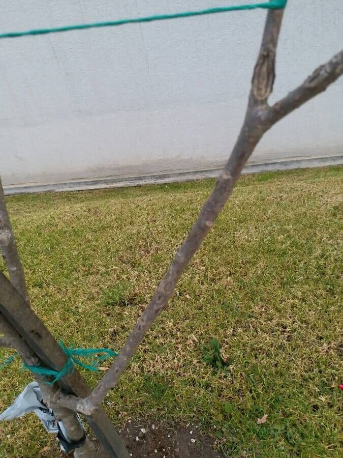 Jatropha integerrima 23