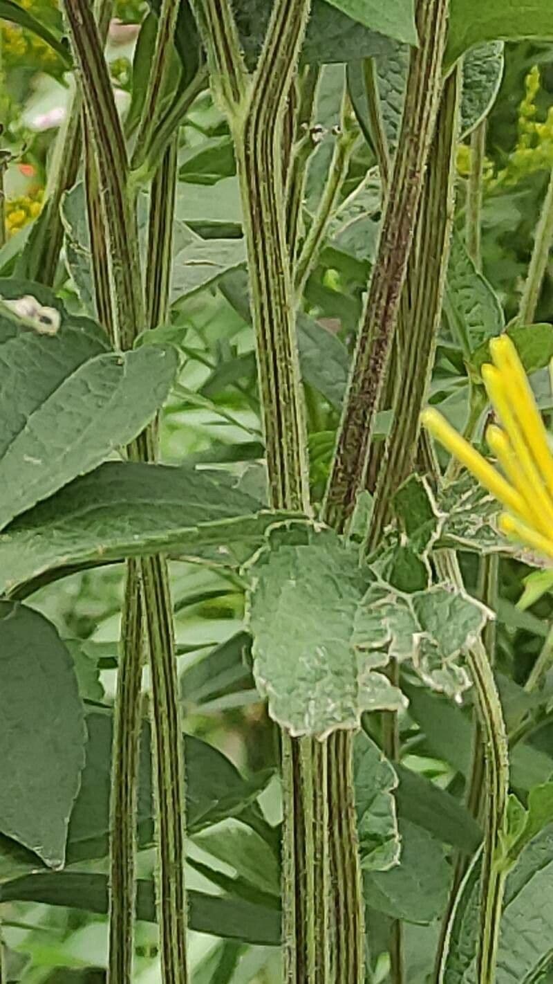 Rudbeckia dolce 13
