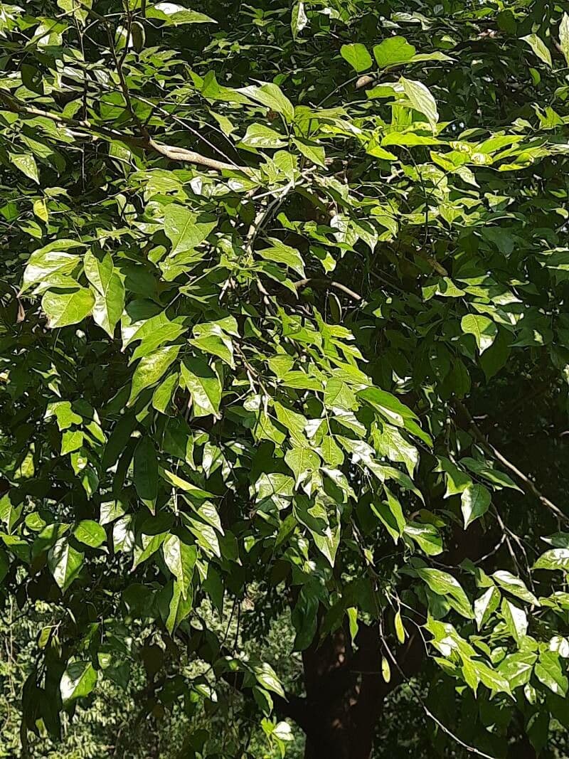Pongamia 16