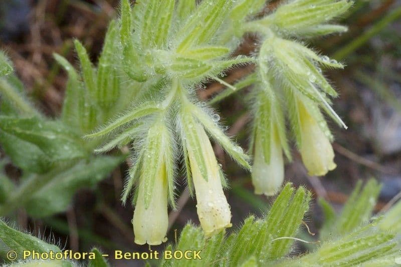 Onosma 2