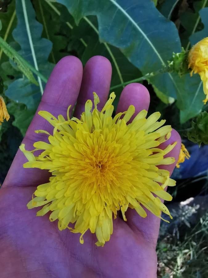 Strauchdistel 2