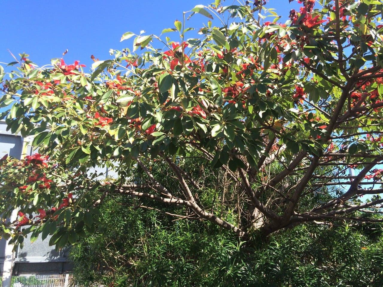 Albero del cotone 11