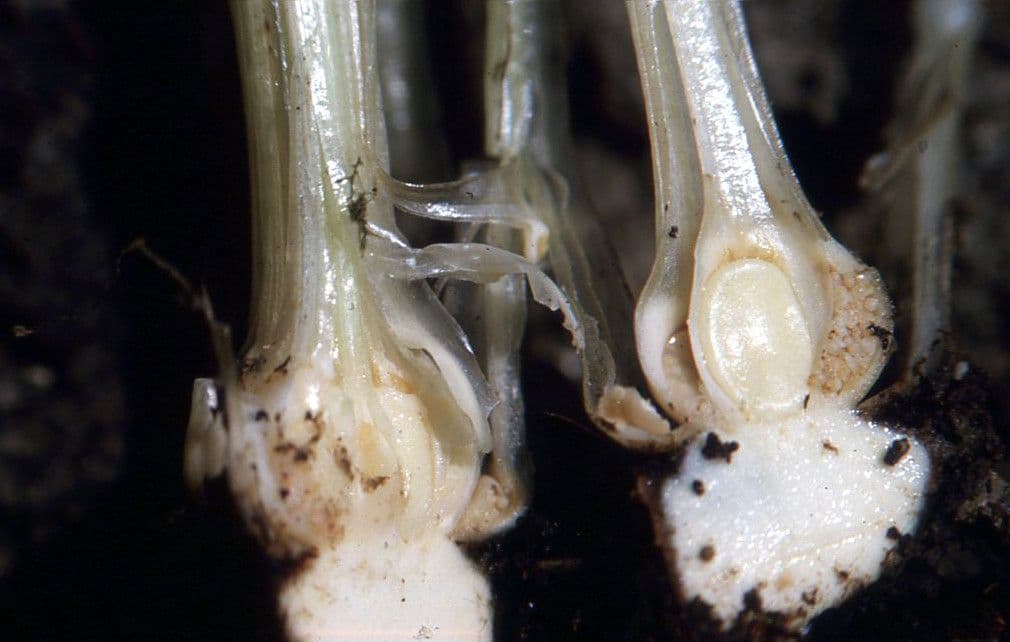 Isoetes setacea 18