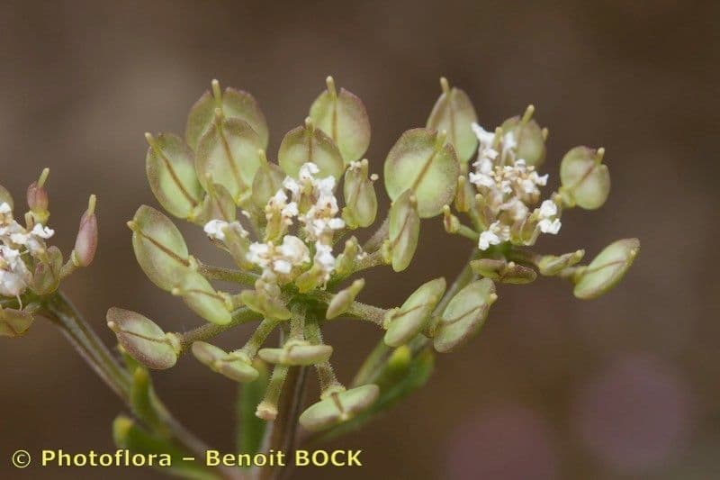 Iberis procumbens 25