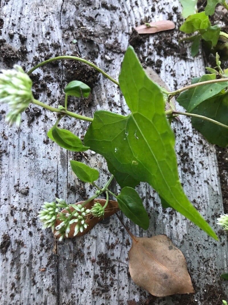 Mikania scandens 12
