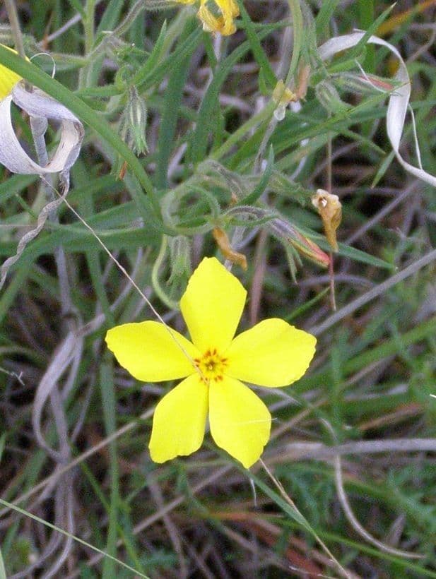 Phlox nano 2
