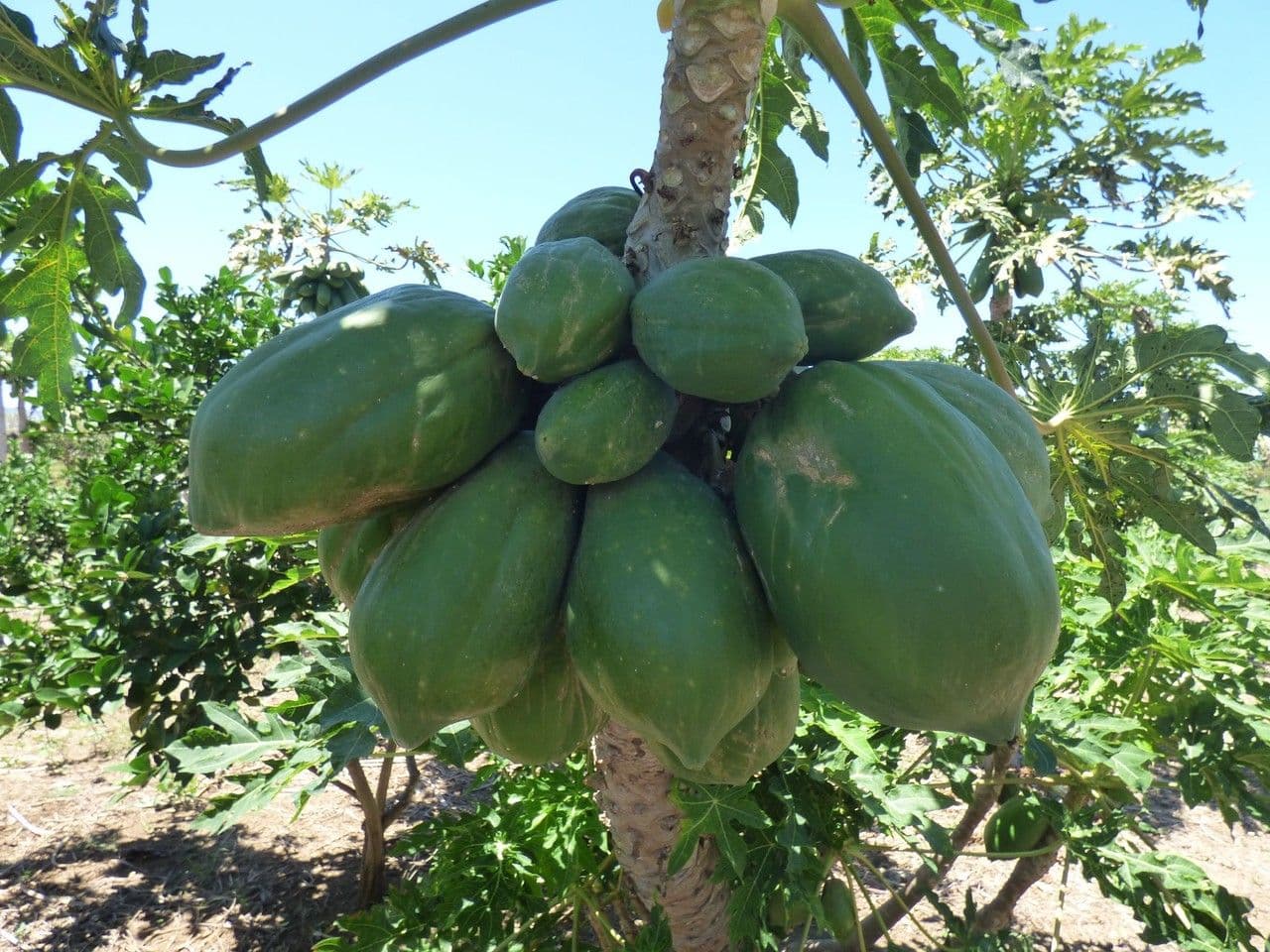 Papaya 4