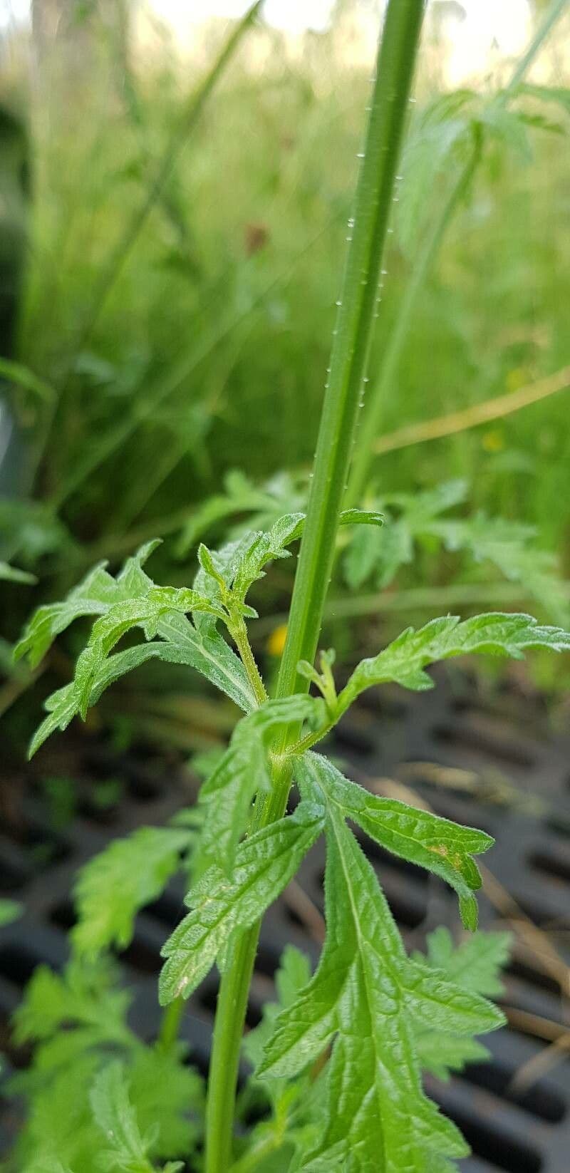 Verbena comune 23