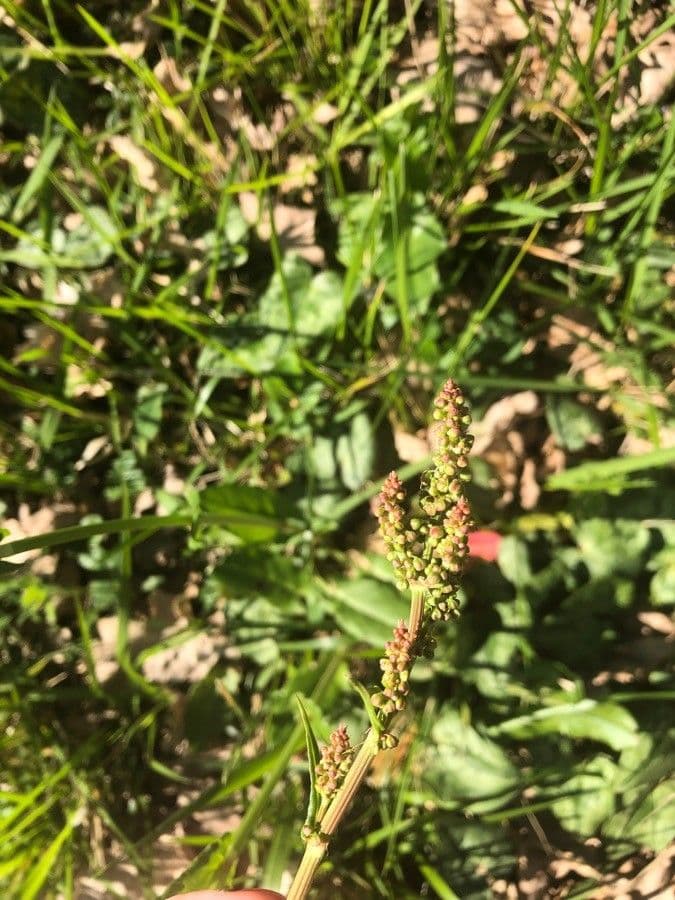 Rumex 10