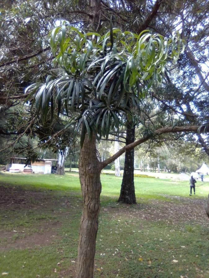 Podocarpus milanjianus 4